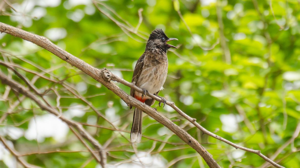 red-vented-bulbul-green-backgroud